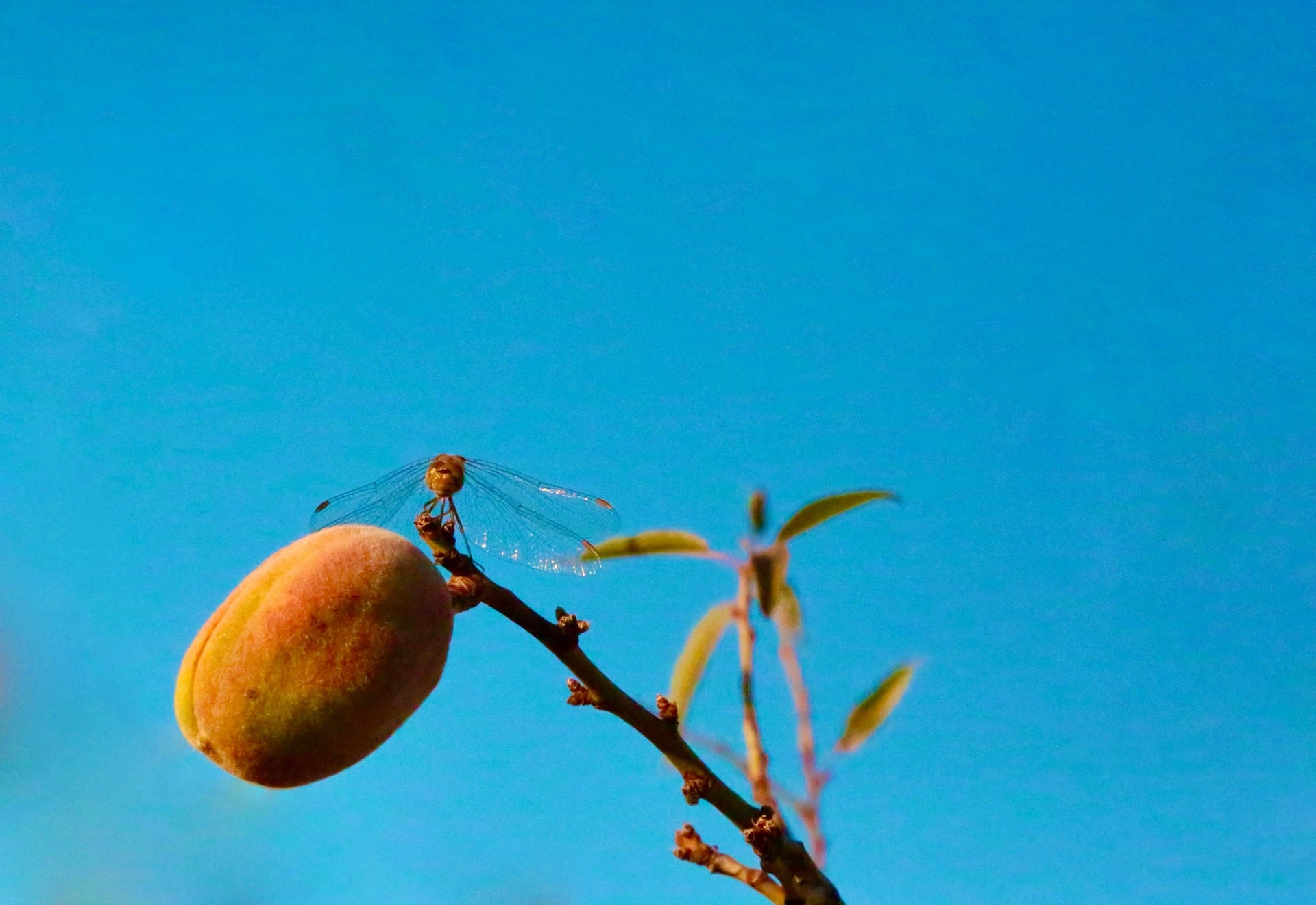 Apadrinamiento de almendros sostenible