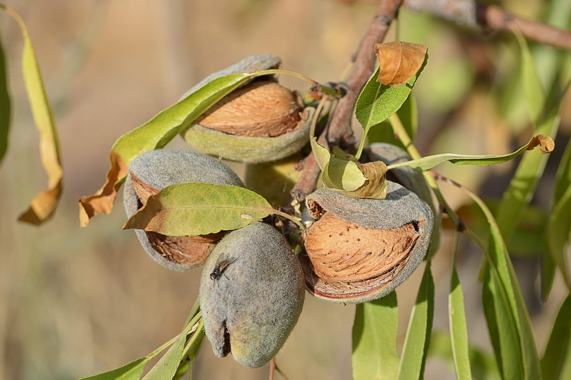 Almendras frescas de almendro apadrinado