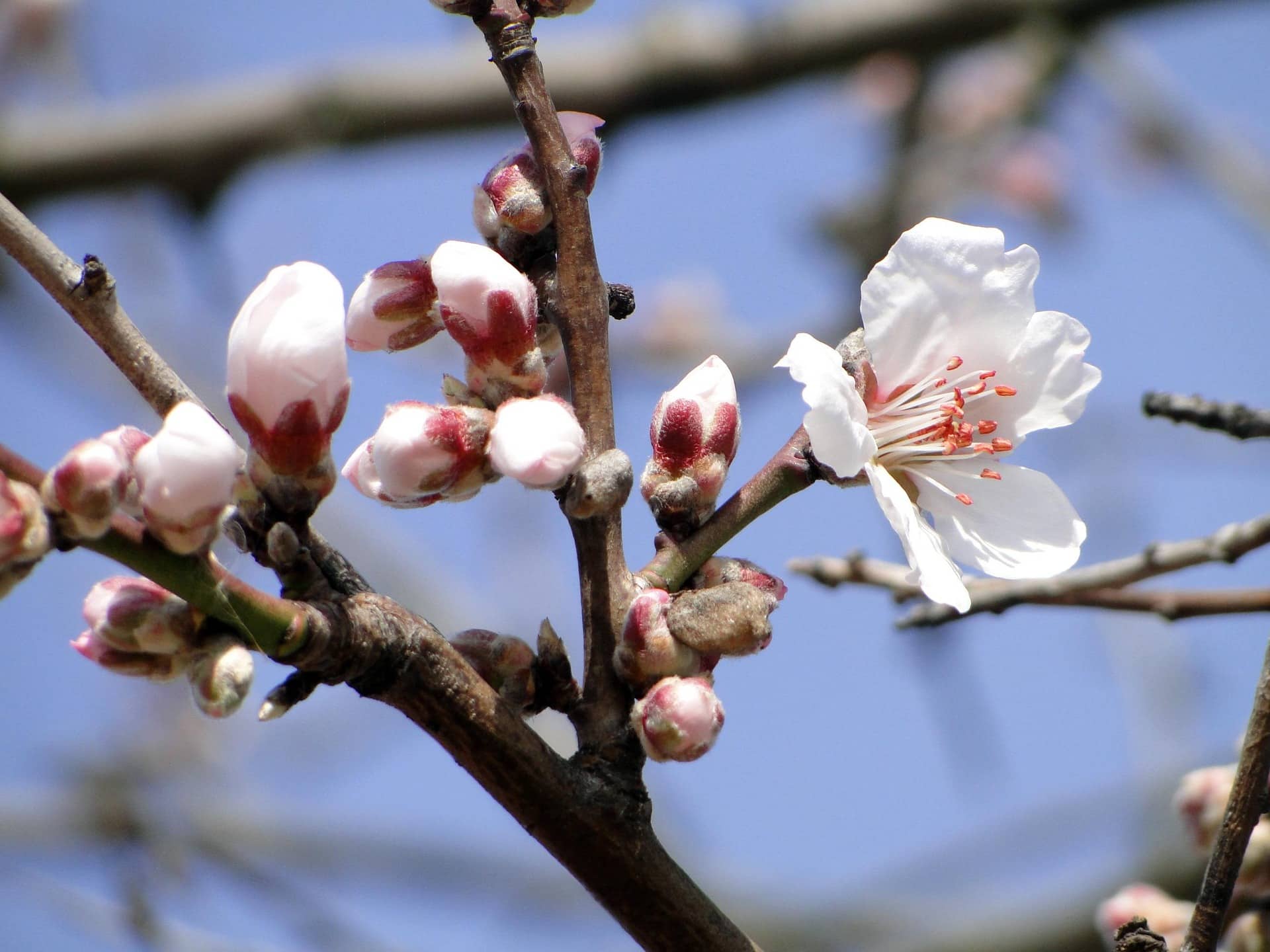 Apadrina un almendro y recibe almendras frescas en casa