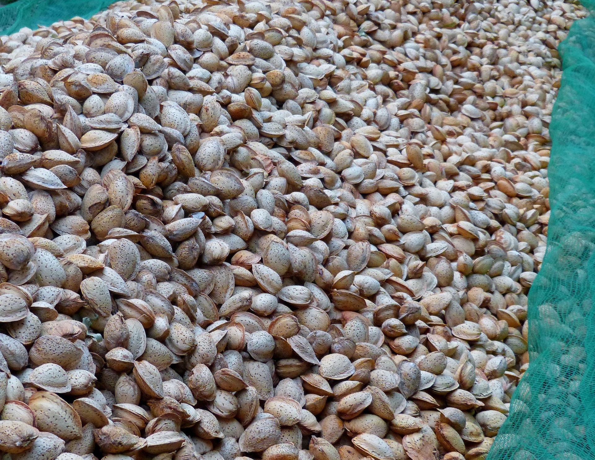Apadrinamiento de almendros para cosecha sostenible