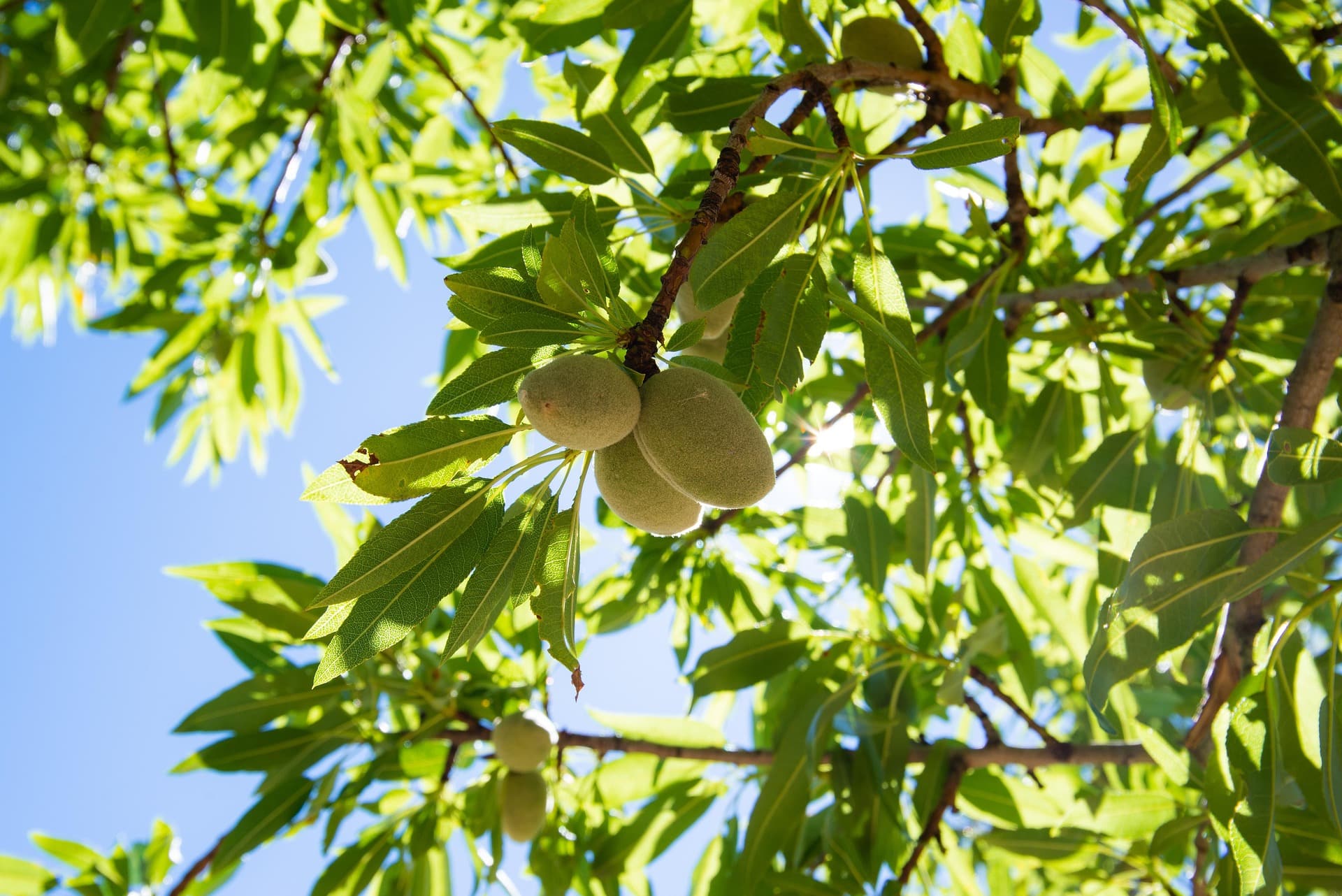 Almendras frescas cultivadas de forma sostenible