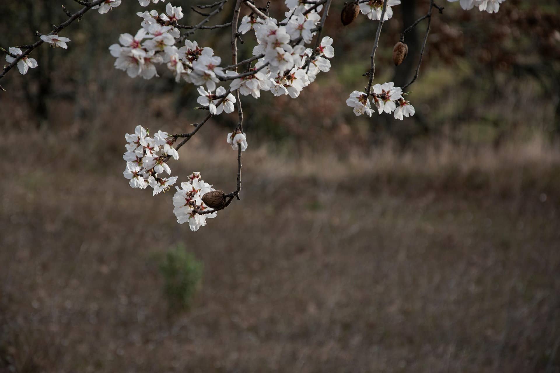 Apadrina un almendro y recibe almendras frescas