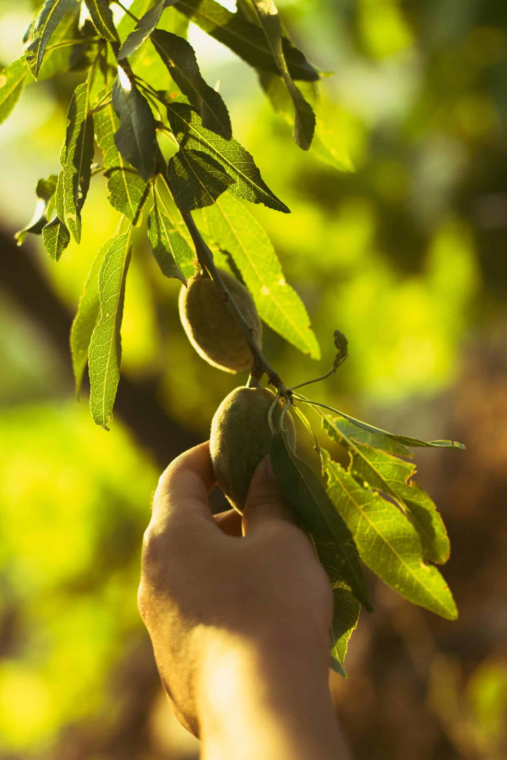 Almendro en plena floración