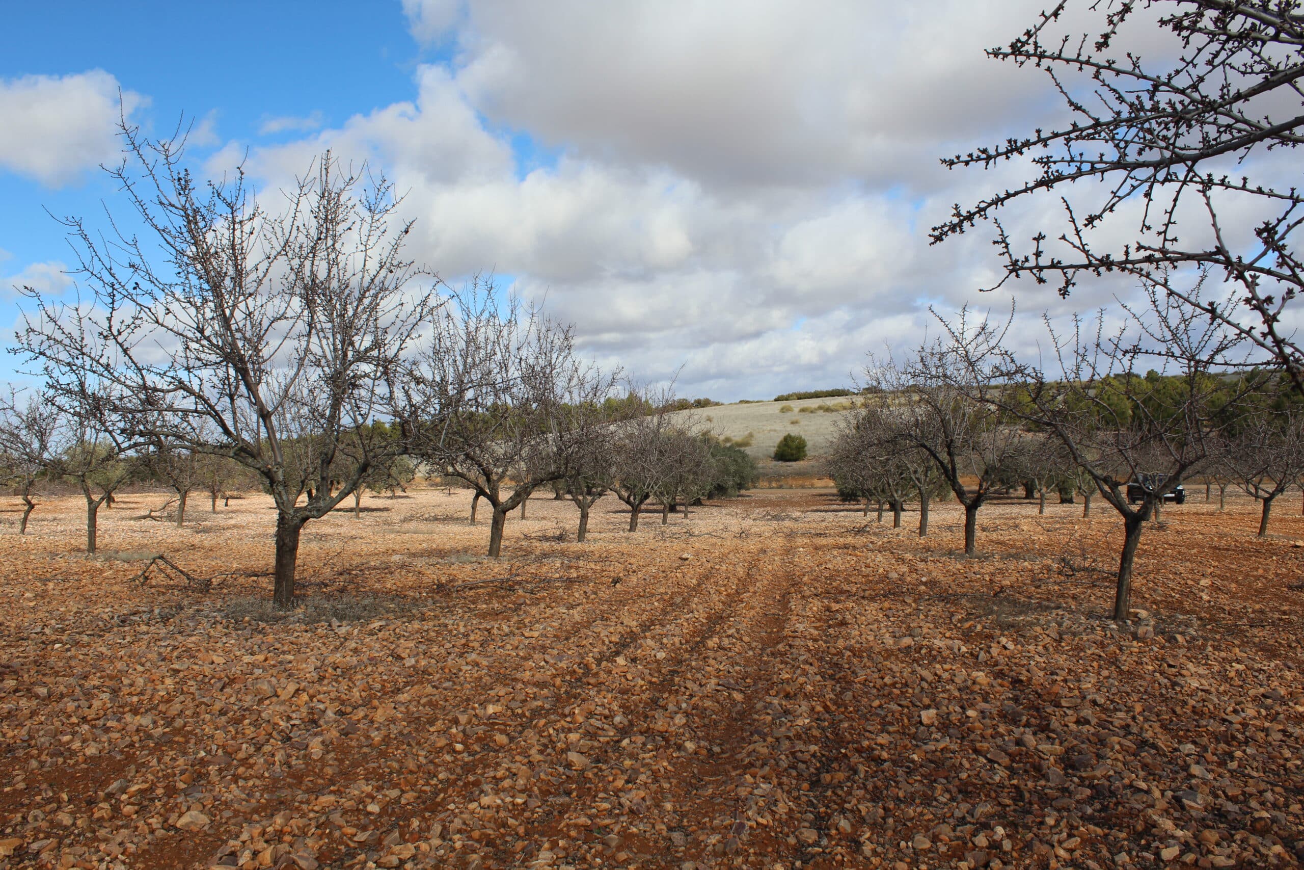 Almendras crudas y naturales