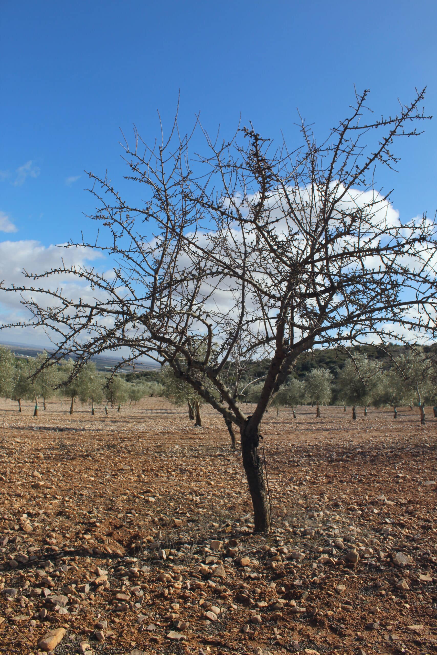 Mano sosteniendo almendras frescas