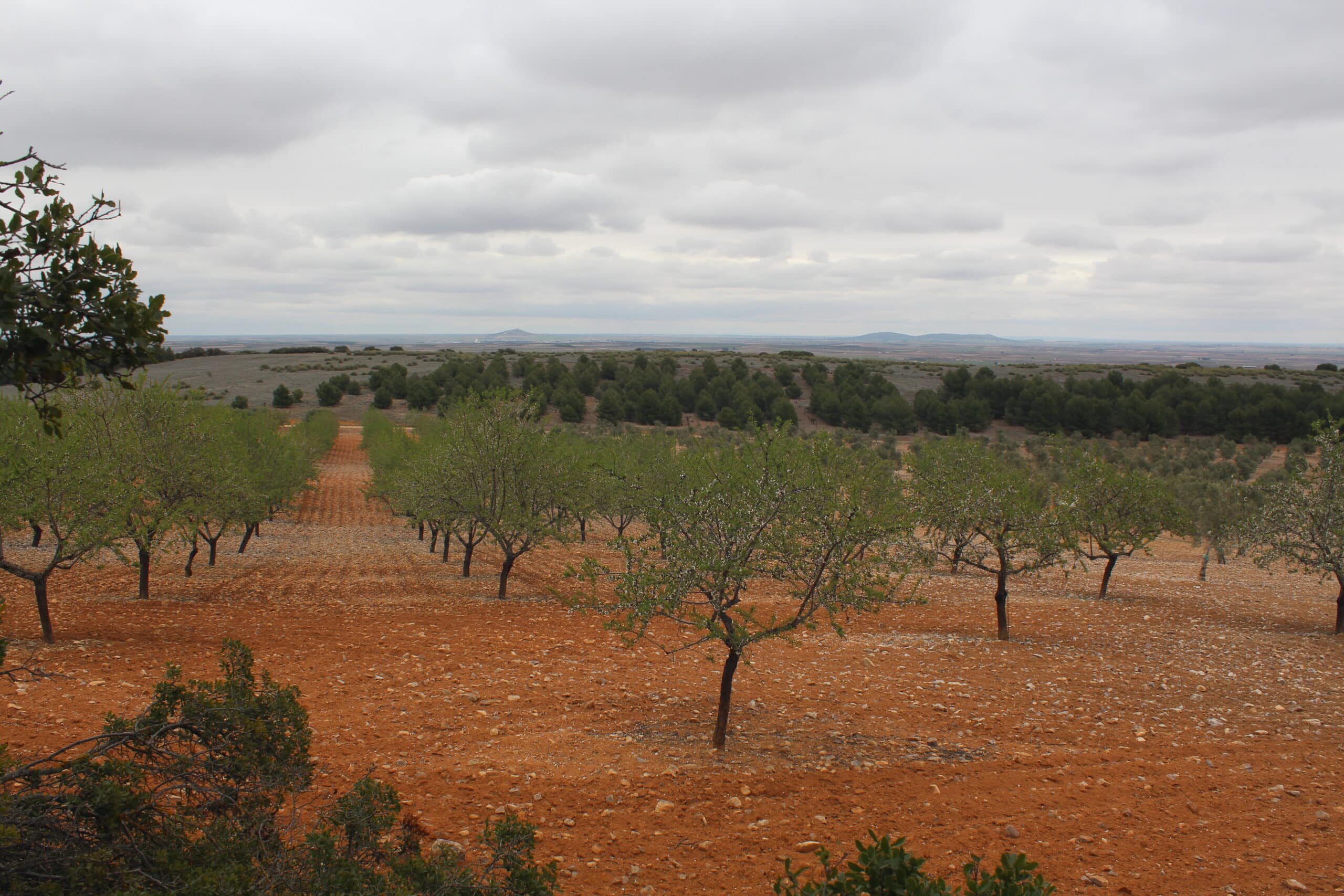Apadrina un almendro y recibe almendras frescas